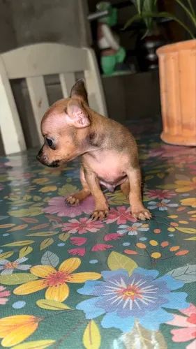 Pinscher macho minúsculo 