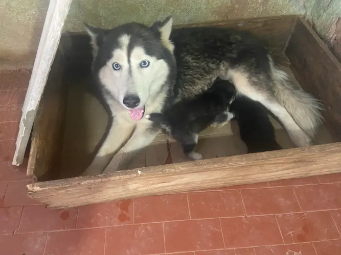Husky siberiano