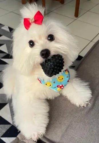 Vende-se filhotes de cachorro da raça Maltês, interessados entrar em contato!!!