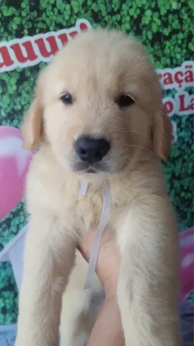 Filhotinhos Golden Retriever, Vacinados e Vermifugados !!!