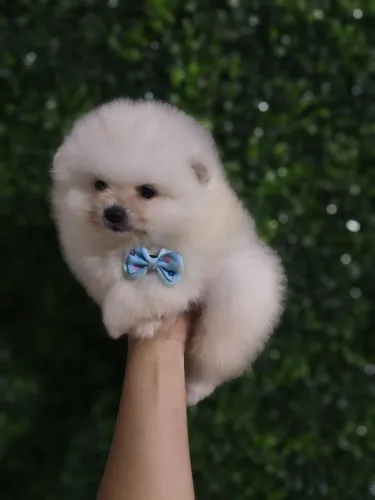 Spitz alemão