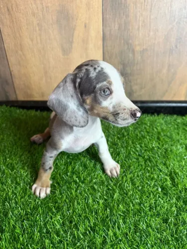 Filhotes dachshund 