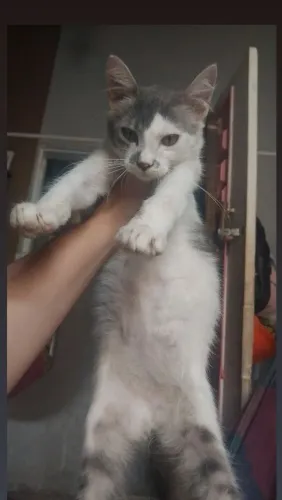 Gato macho adoção