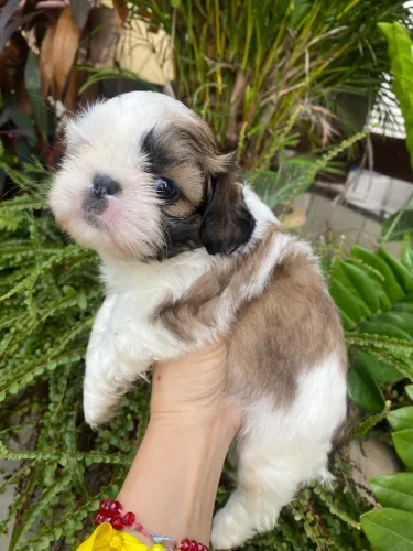 Lindos filhotes de shih tzu mini