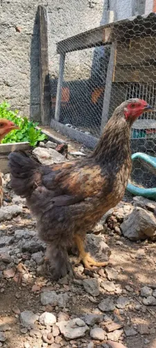 Galinha Brahma