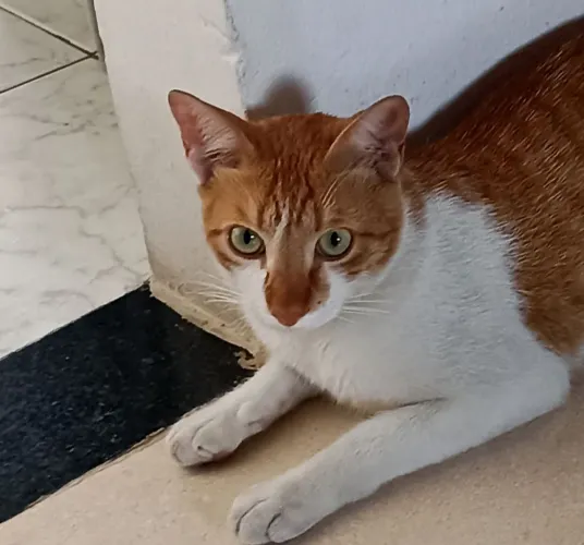Doa-se gato castrado 