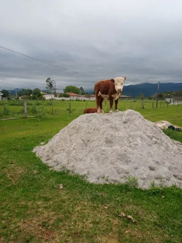 Animais para agrupeqequaia 