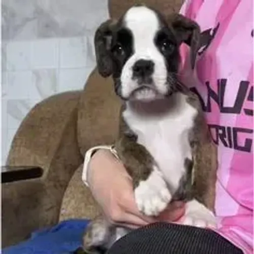 Boxer,Boxer Filhote Pronto Para Novo Lar