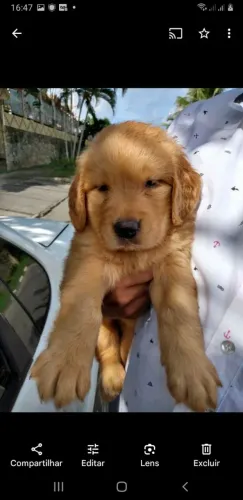Golden retriever filhote lindos