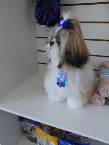 Shih tzu macho pra cruzar