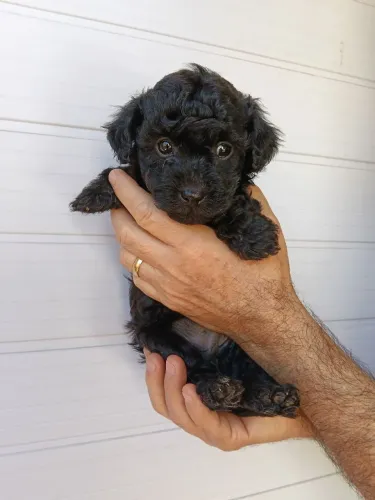 POODLE MACHO