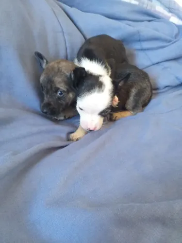 Filhotes de chihuahua x pinscher n0