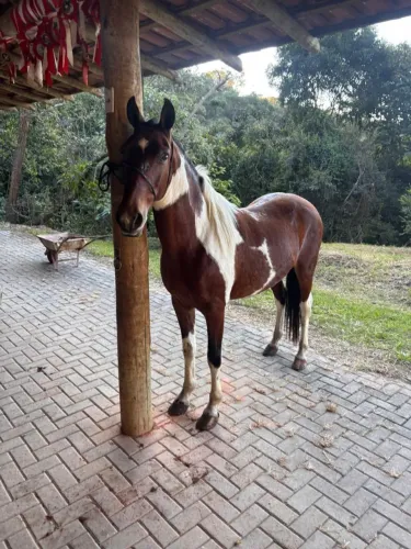 Egua mangalarga marchador