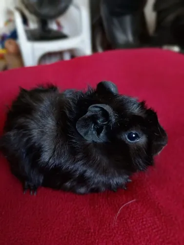 Porquinho da índia fêmea 2 meses abissinio