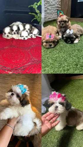 Shih Tzu adorável 