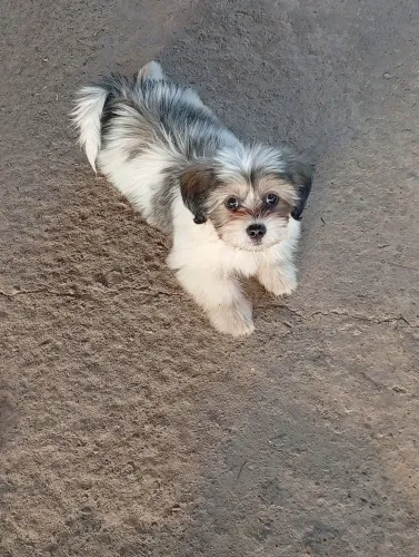 Raça Lhasa apson macho pelagem peludo