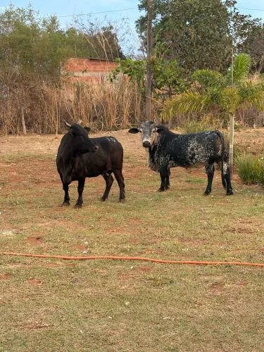 Vende-se lindo casal de mini