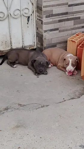 Vendo filhotes de Pitbull, 1 mês e 22 dias.um macho e uma fêmea.