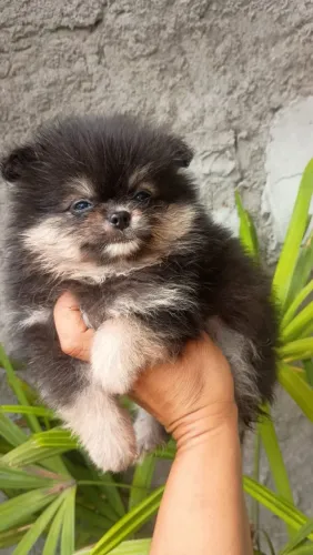 Fêmea de lulu da Pomerânia disponível 