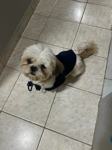 Vendo cachorro Shih Tzu