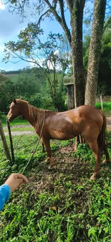 Égua a venda !!!!