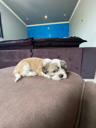 Filhote Shihtzu Macho Bicolor