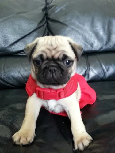 Pug o começo de uma amizade fiel 
