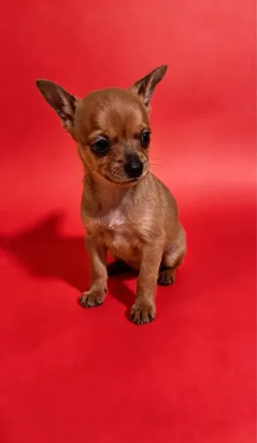 Pinscher mini disponível