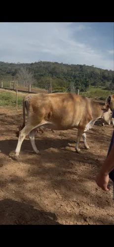 VACA JERSEY
