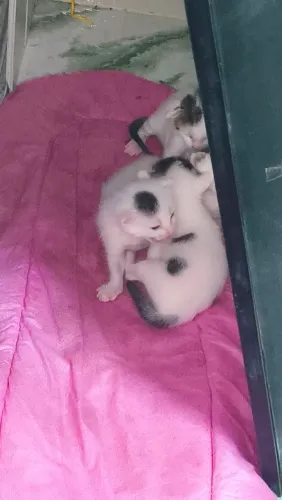 Filhote de gatinhos para doação