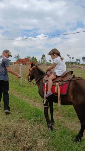 Cavalo Paraguaio Manso