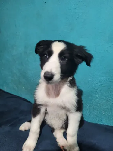 Border collie 