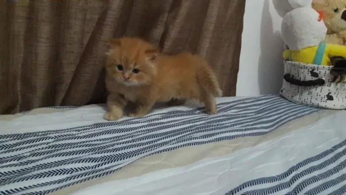 gato persa