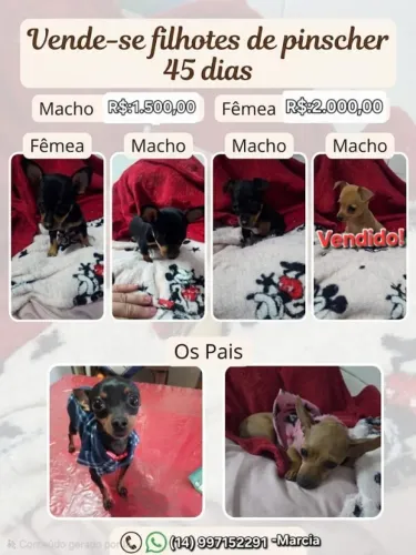 Vende se filhotes de pinsches