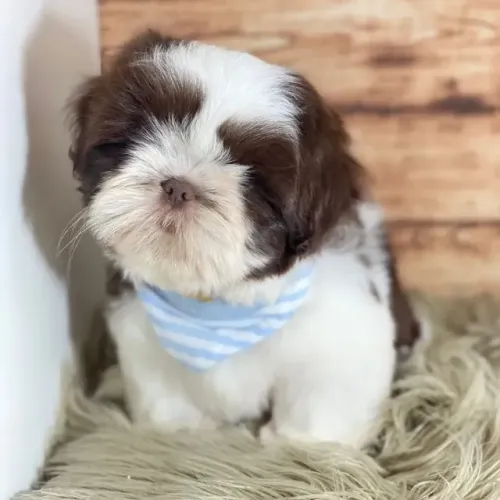 Filhotes Shih Tzu Saudáveis e Bem Cuidados