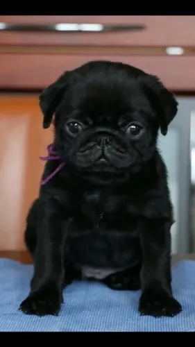Pug - Se Encante Com Essa Raça Tão Especial