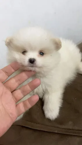 Lulu da Pomerânia 