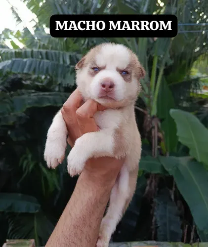 Filhote husky siberiano puro