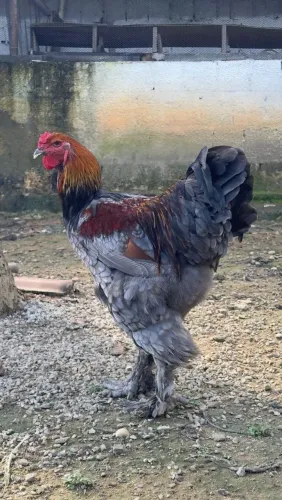 Frango Brahma.