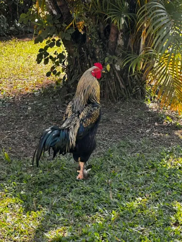 Galo Caipira Jovem
