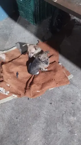 Filhotes de pinscher