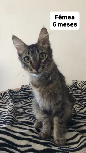 Gatinhos para doação 