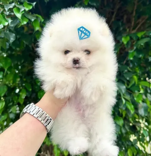 Lulu da Pomerania / Spitz Alemão