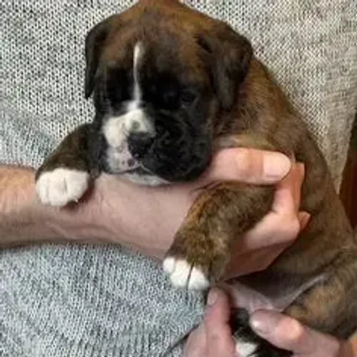 Boxer,Boxer Filhote Muito Amoroso e Dócil