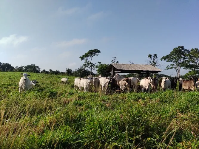 Fazenda 55 alqueires pra gado no Pará a 150 km de Belém R$10.000 por hectare