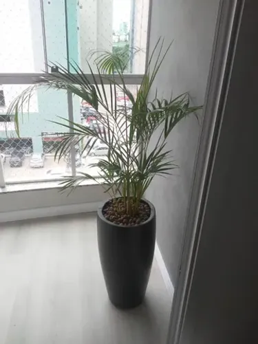 Vaso com palmeira areca