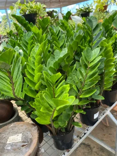 Muda de zamioculca