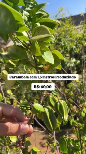 Muda de Carambola 