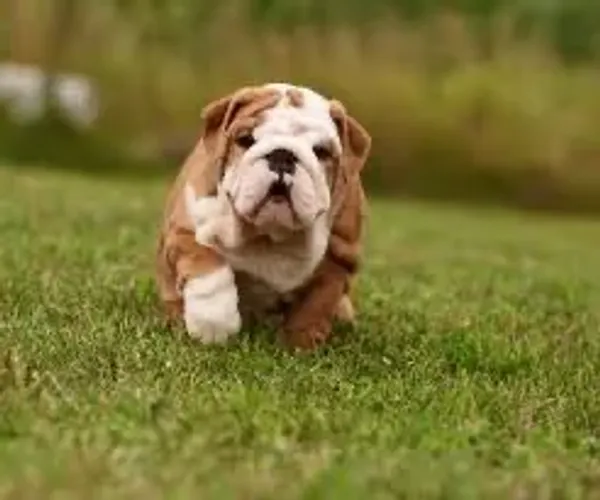  Bulldog Inglês todo  desengonçados 