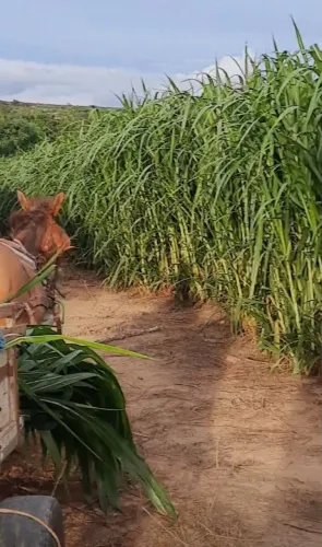 PLANTE BRS CAPIAÇU AGORA E SORRIA NO VERAO